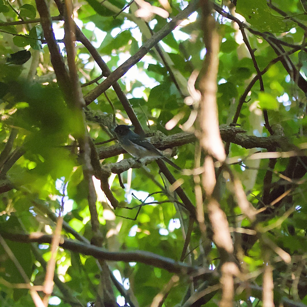 African Crested Flycatcher - ML645932942