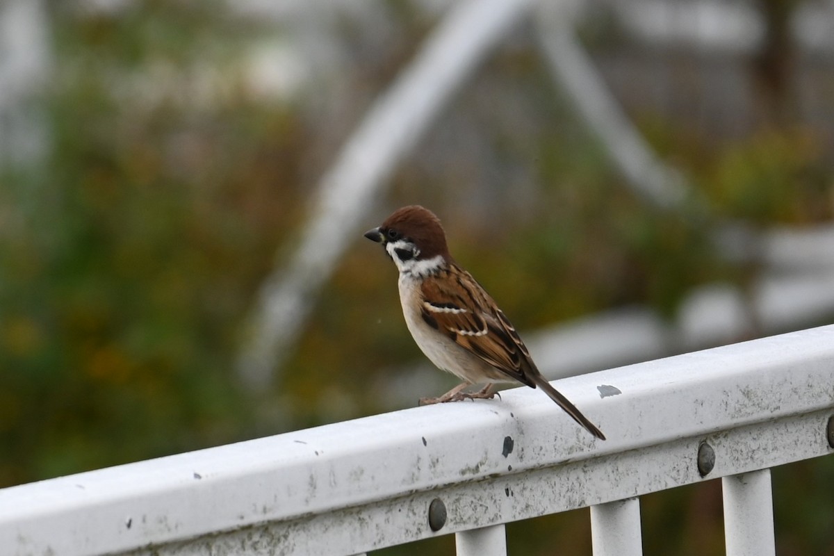 Eurasian Tree Sparrow - ML645932943