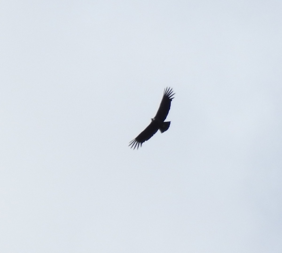 Andean Condor - ML645932944