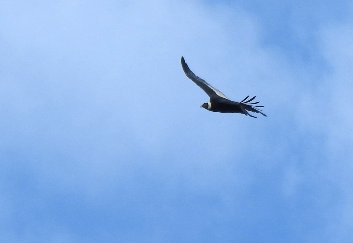 Andean Condor - ML645932945