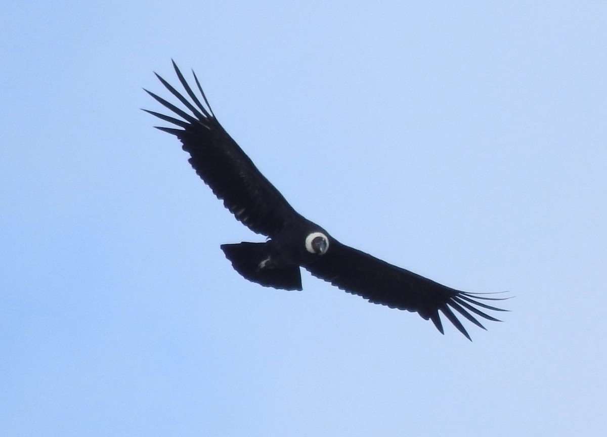 Andean Condor - ML645932946