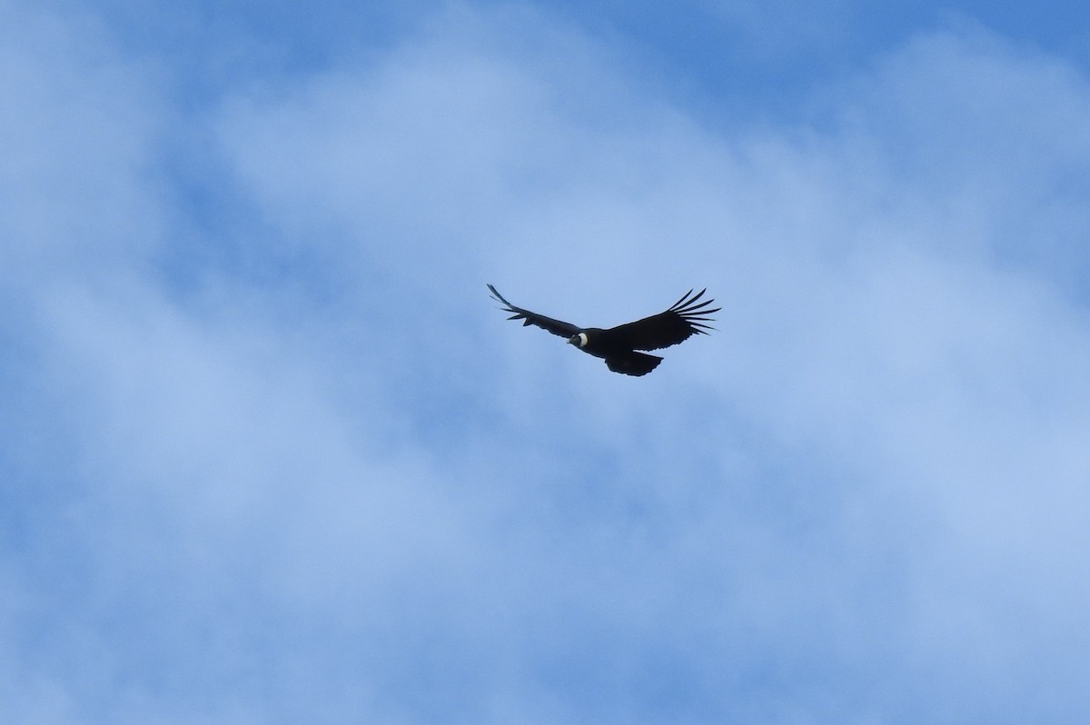 Andean Condor - ML645932947