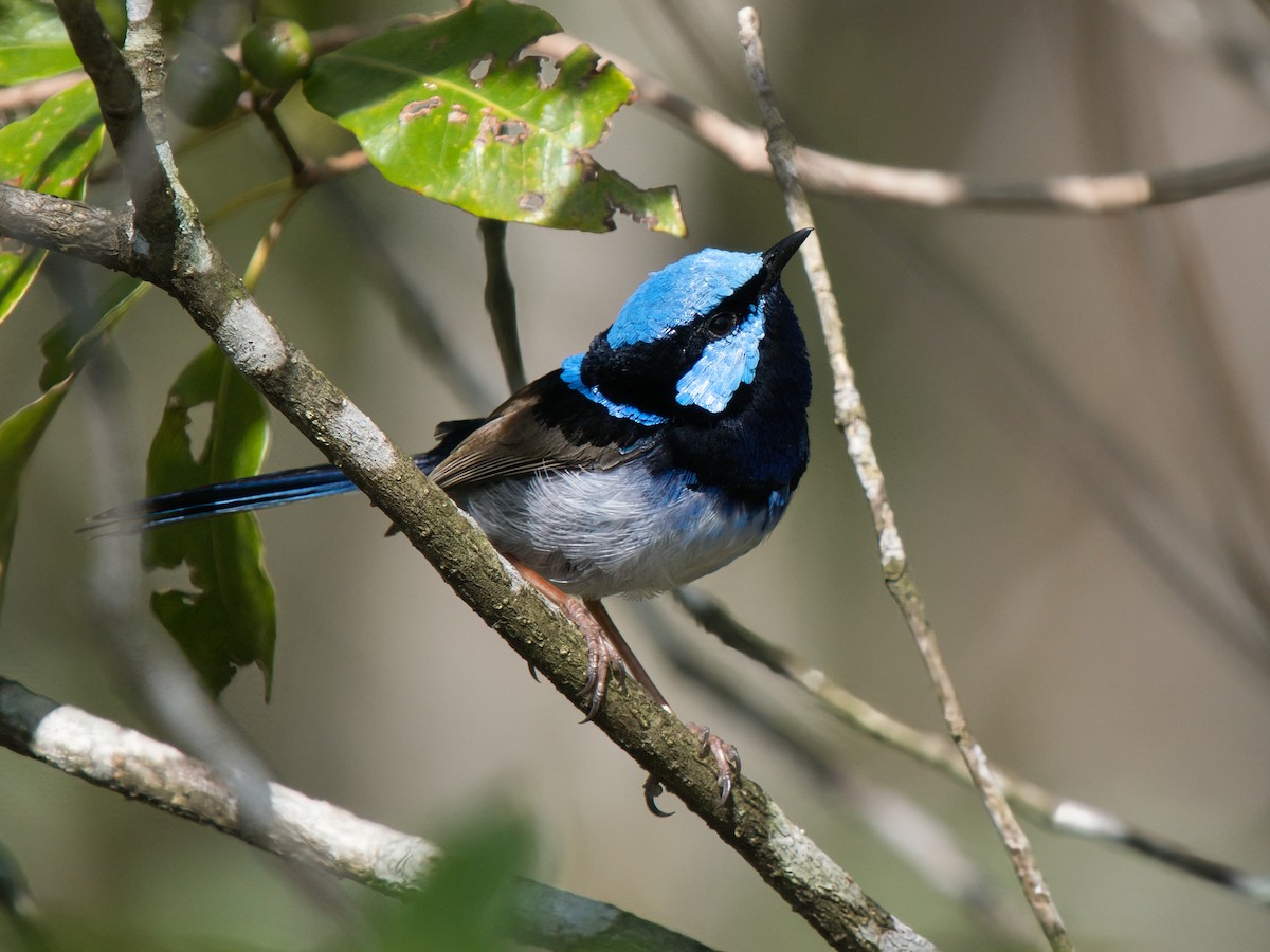 Superb Fairywren - ML645932948