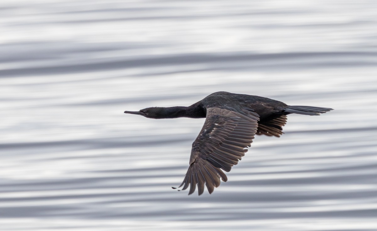 Pelagic Cormorant - ML645932949