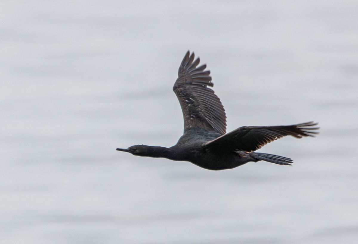 Pelagic Cormorant - ML645932950