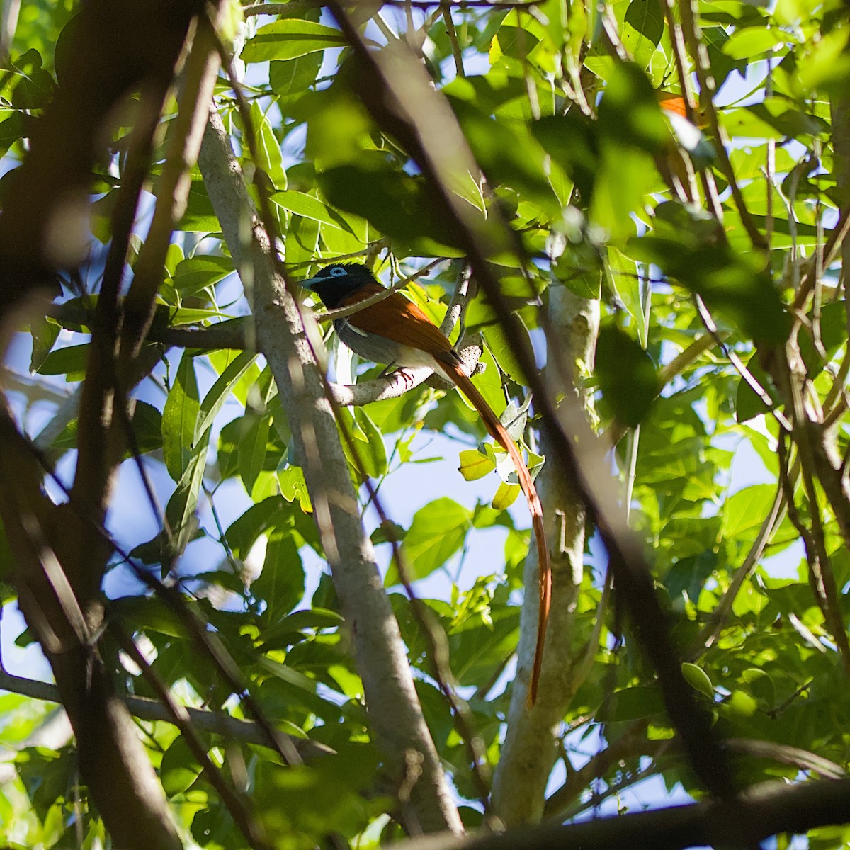 African Paradise-Flycatcher - ML645932951