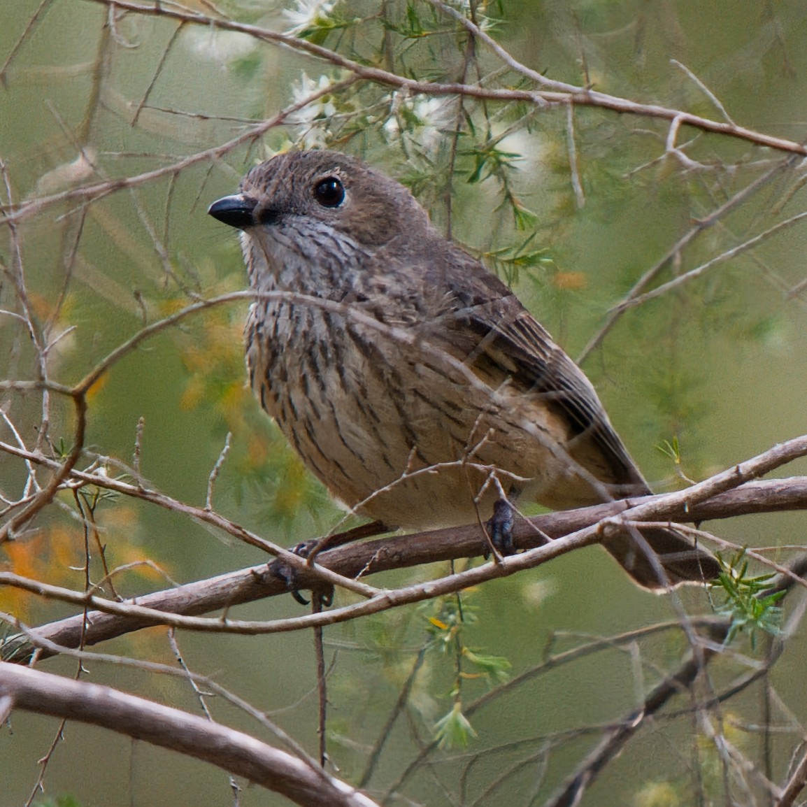 Rufous Whistler - ML645932952