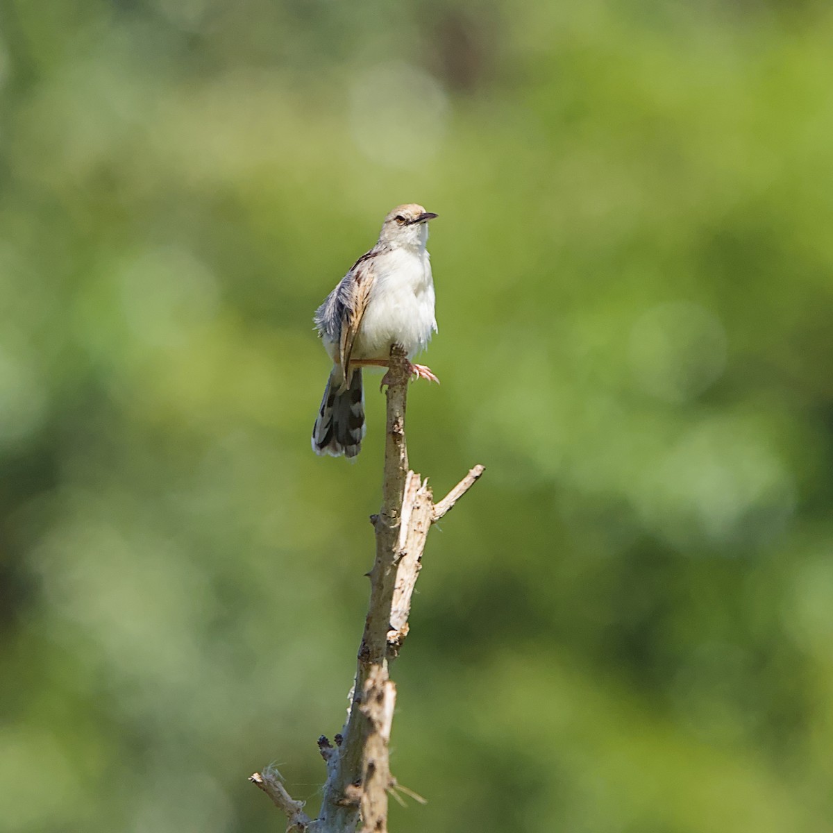 Rufous-winged Cisticola - ML645932953