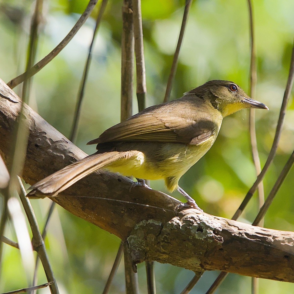 Yellow-bellied Greenbul - ML645932954