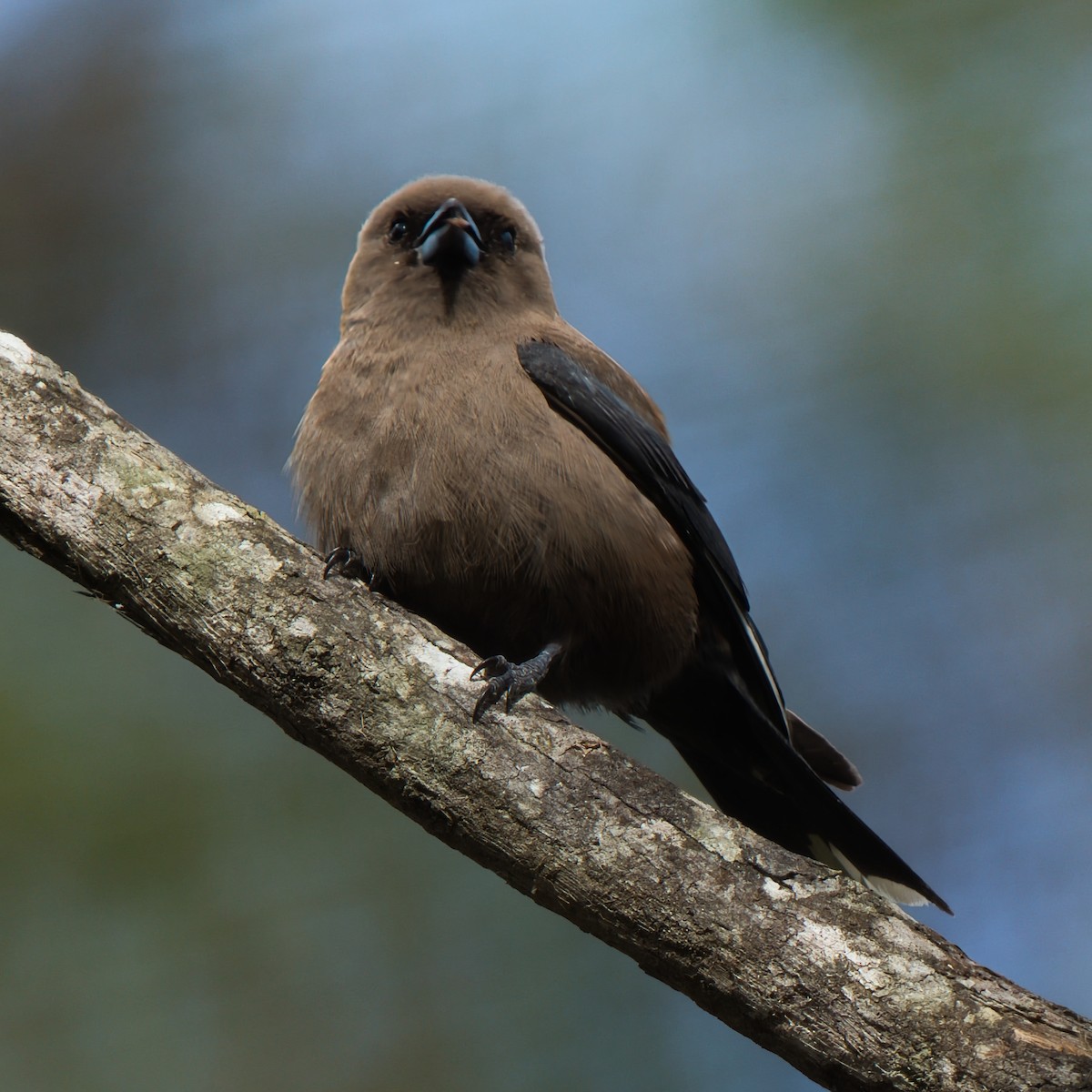 Dusky Woodswallow - ML645932957