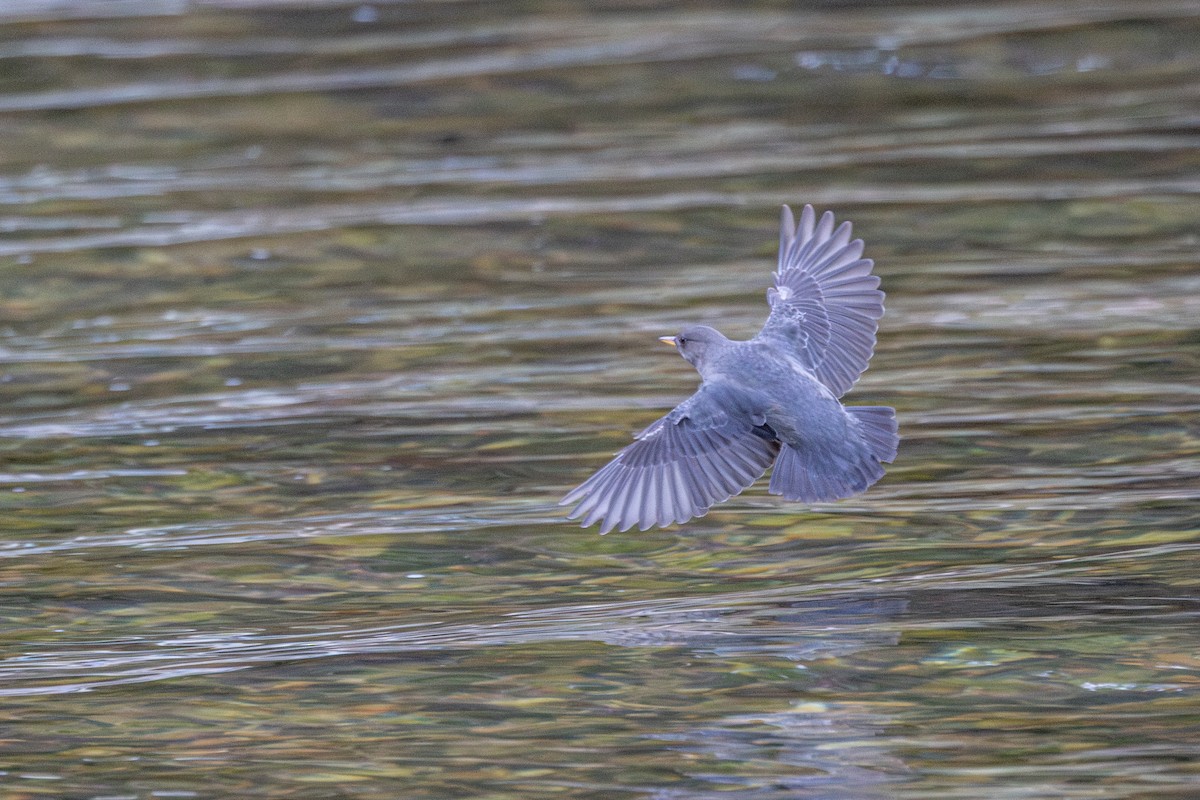 American Dipper - ML645932958