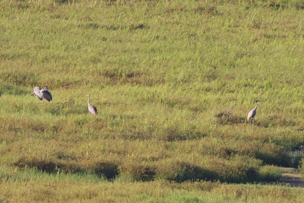 Sarus Crane - ML645932959