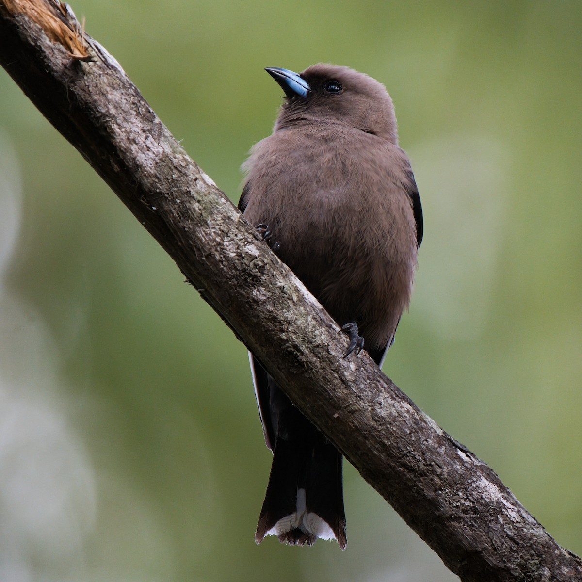 Dusky Woodswallow - ML645932960
