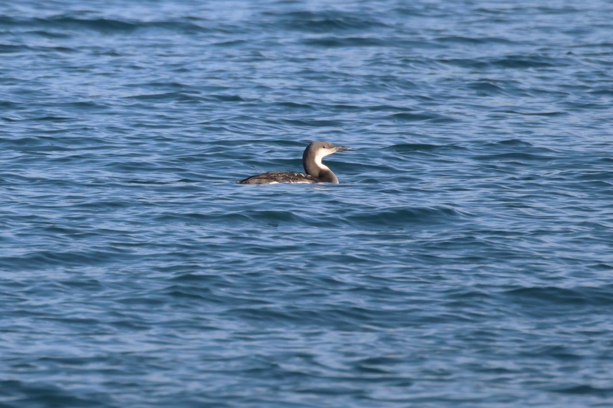 צוללן שחור-גרון - ML645932967