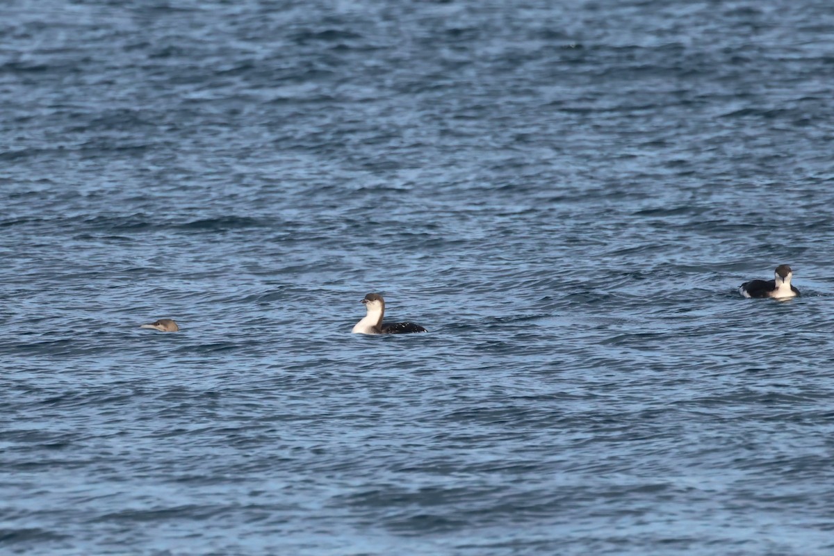 צוללן שחור-גרון - ML645932969