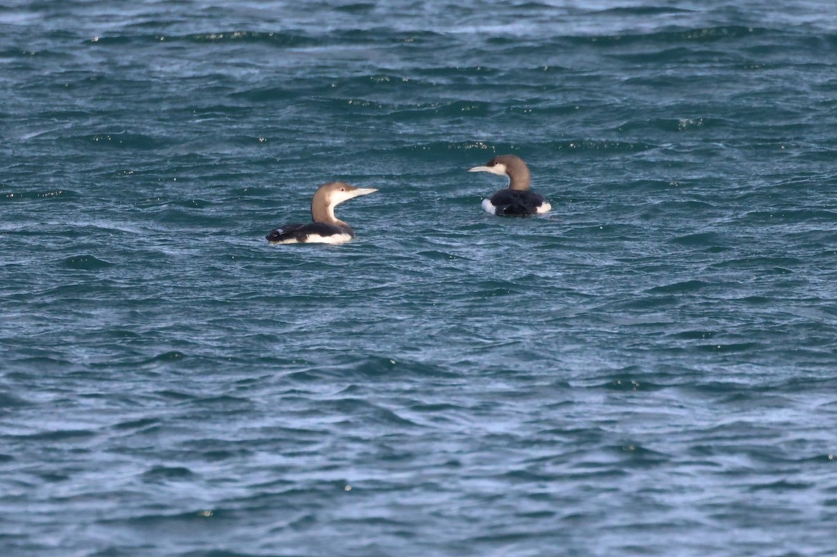 צוללן שחור-גרון - ML645932970