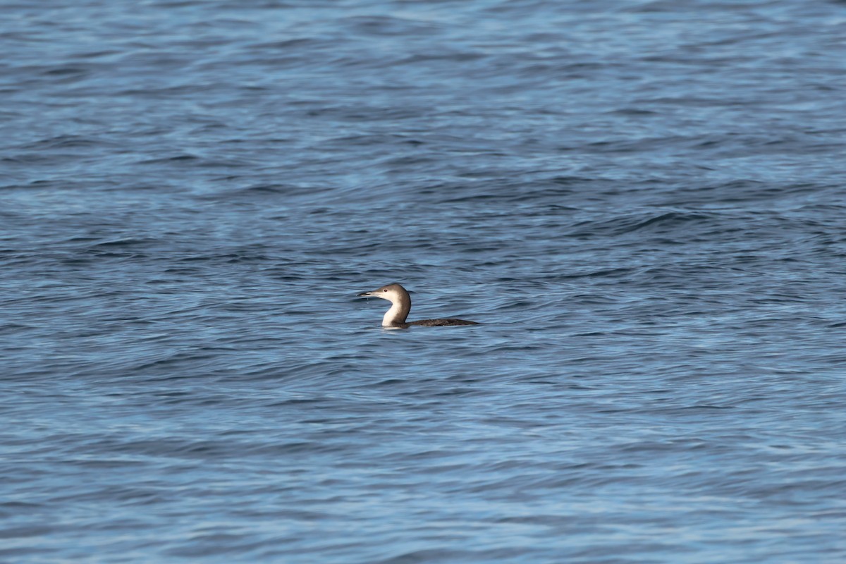 צוללן שחור-גרון - ML645932972