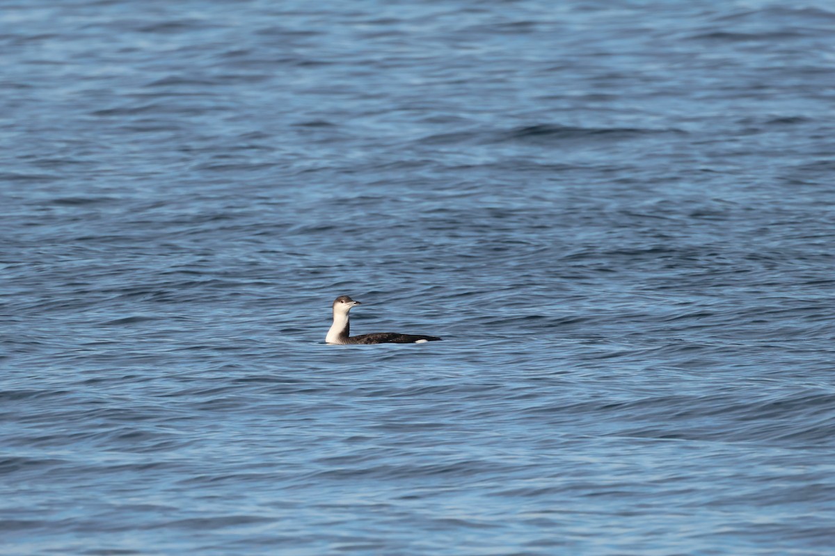 צוללן שחור-גרון - ML645932973