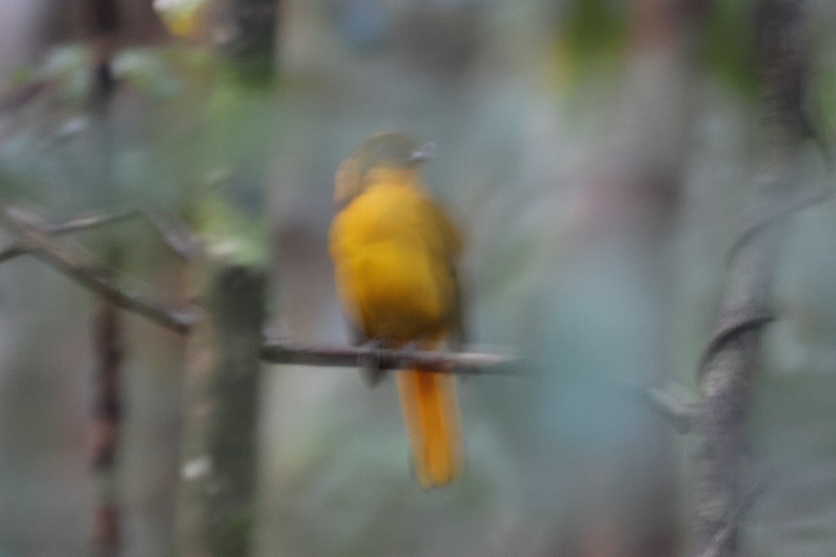Golden Bowerbird - ML645932975