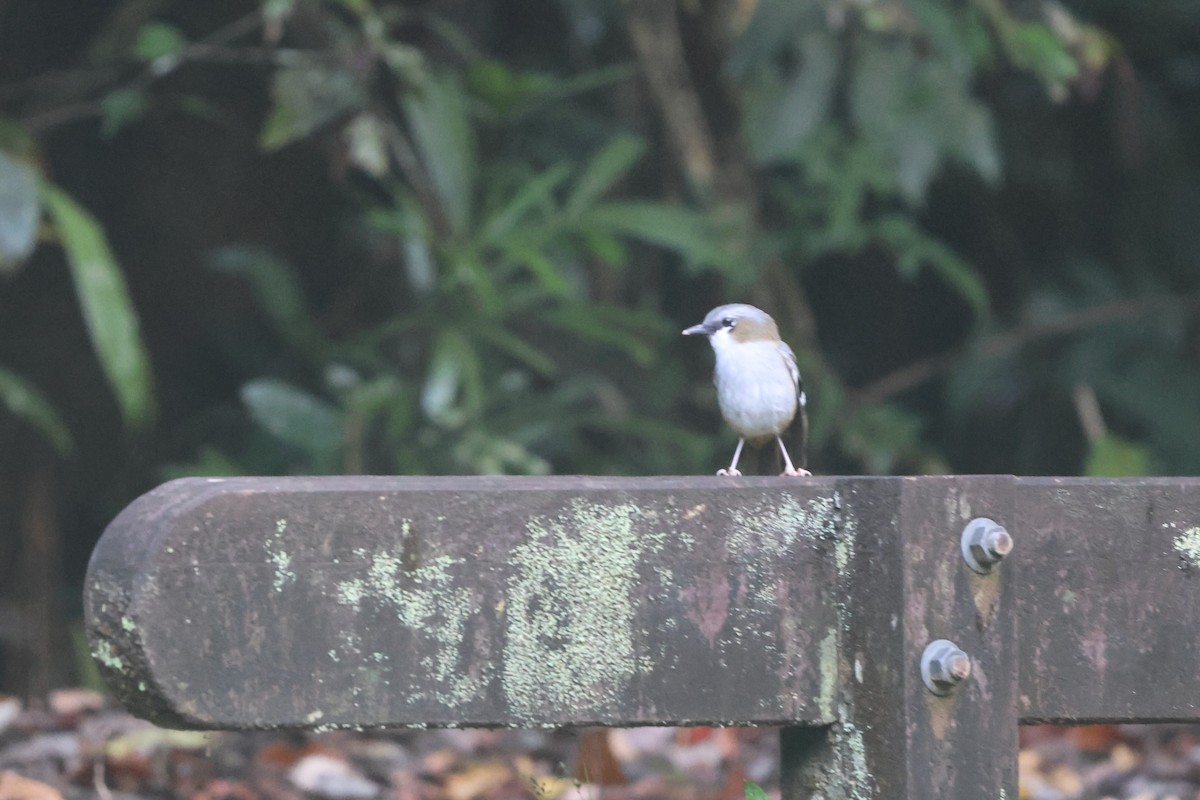 Gray-headed Robin - ML645932976