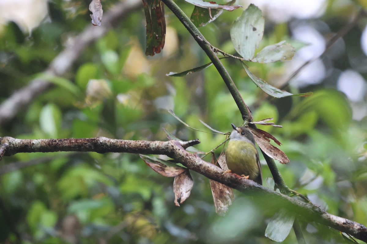 Pale-yellow Robin - ML645932978