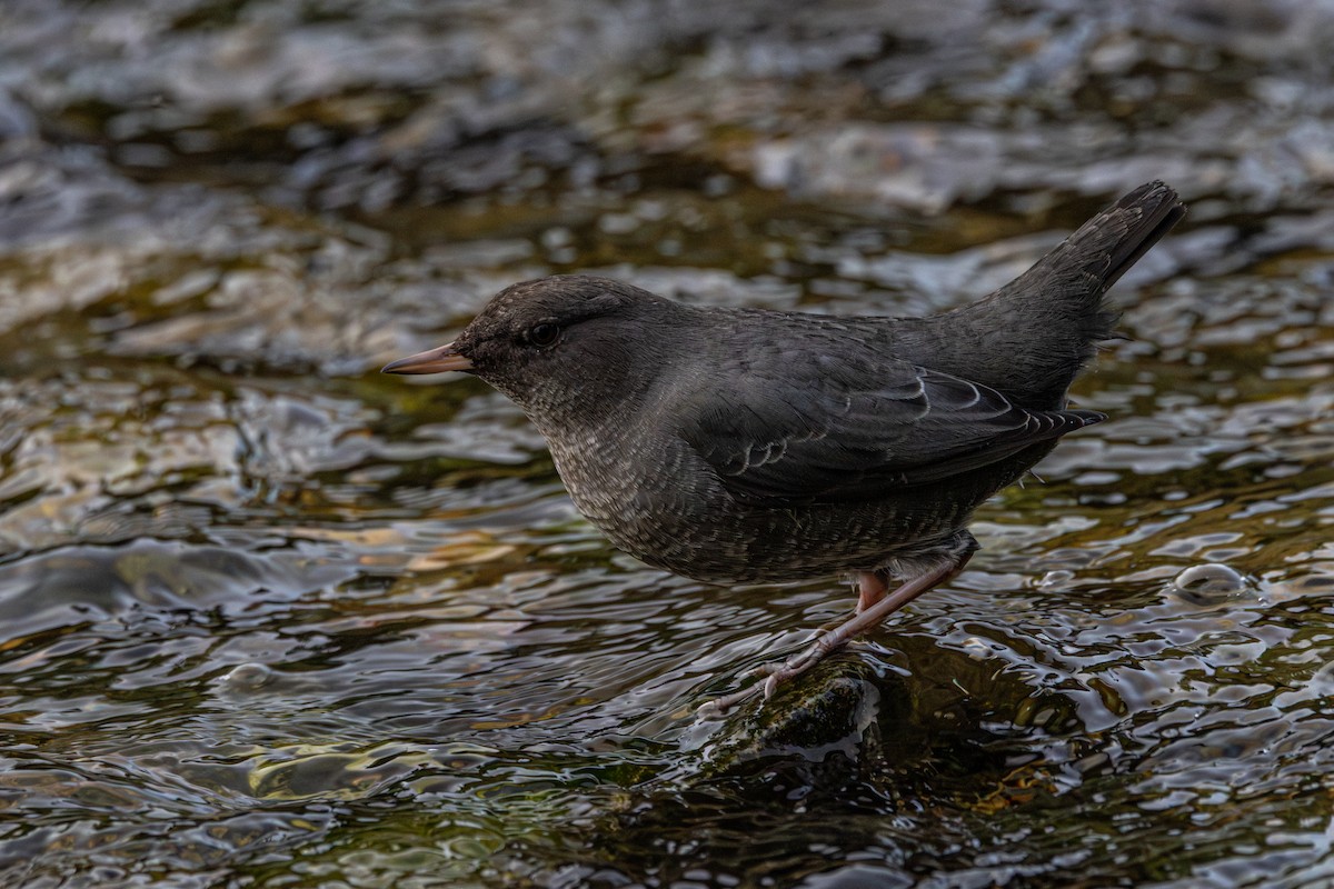 אמודאי אמריקני - ML645932981