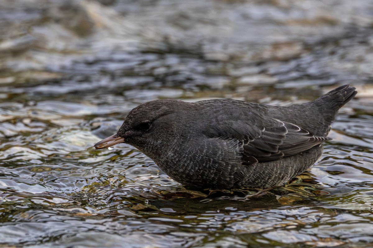 אמודאי אמריקני - ML645932982