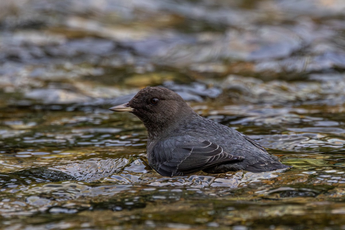 אמודאי אמריקני - ML645932983