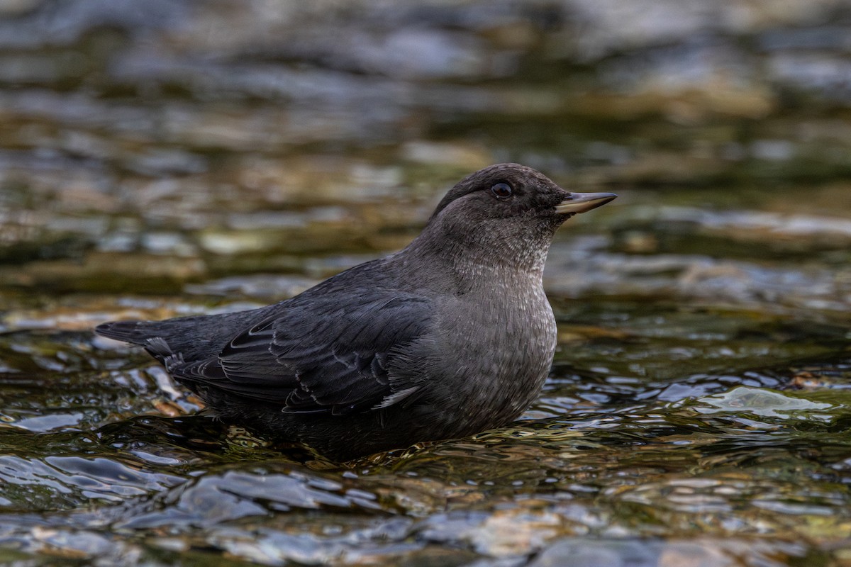אמודאי אמריקני - ML645932984