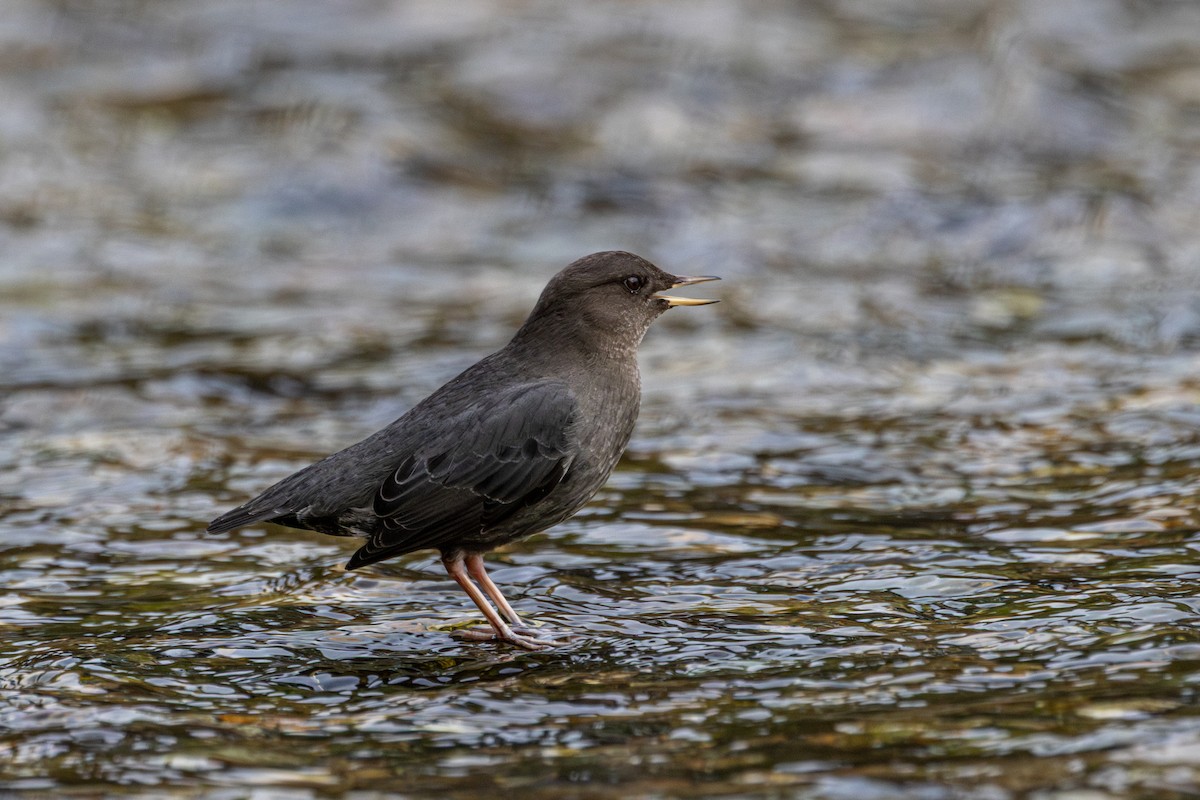 אמודאי אמריקני - ML645932985