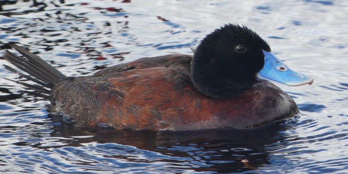 Blue-billed Duck - ML645932986