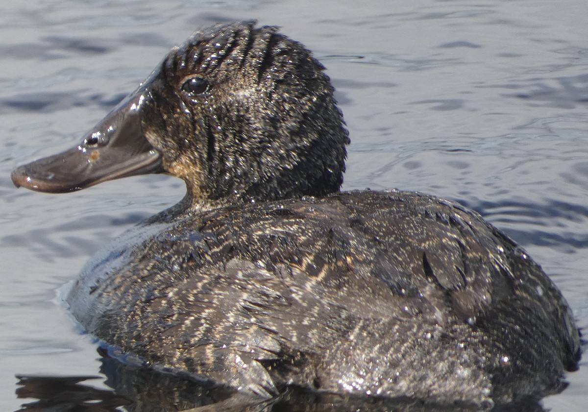 Blue-billed Duck - ML645932987