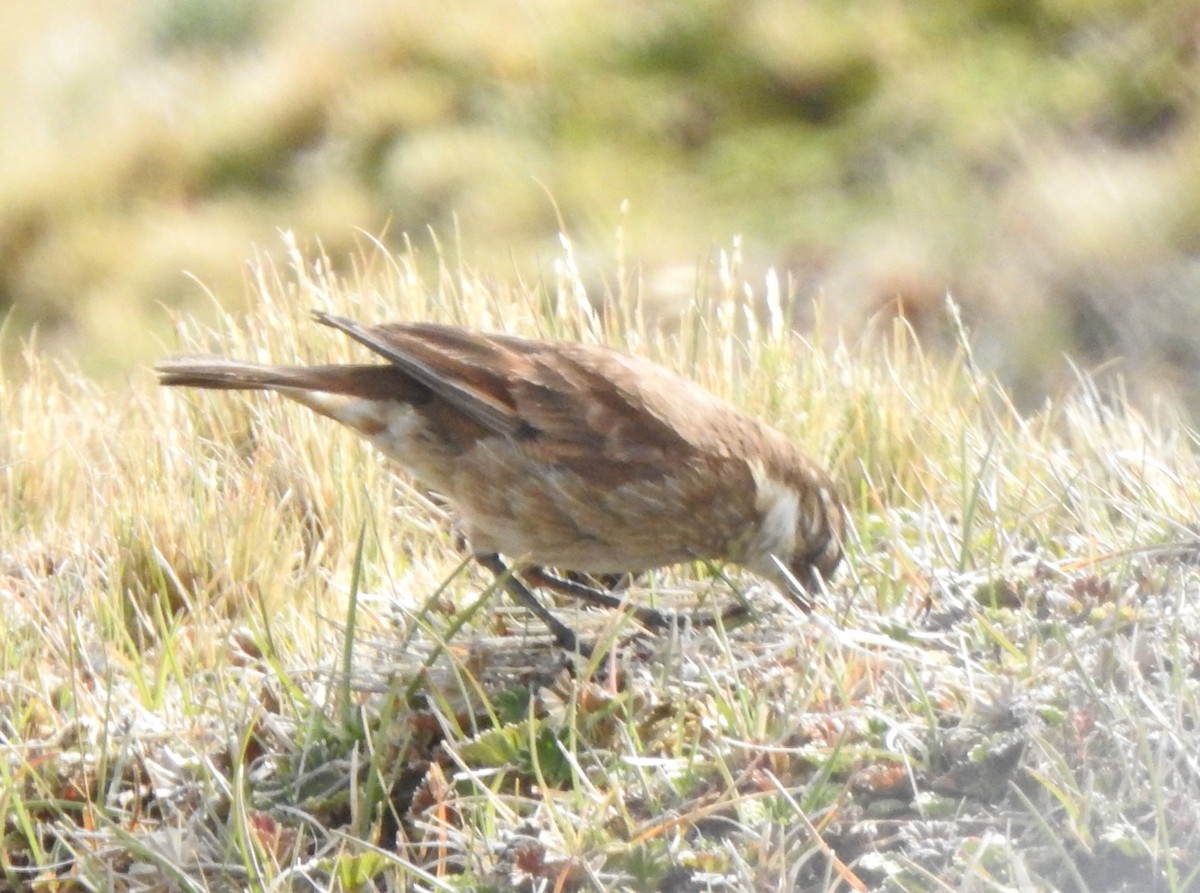 Chestnut-winged Cinclodes - ML645932990