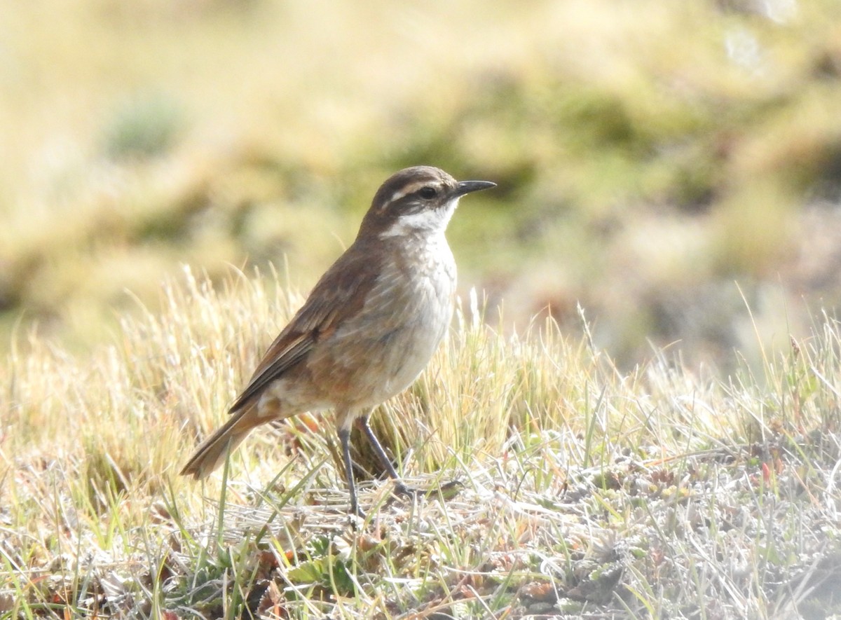 Chestnut-winged Cinclodes - ML645932991