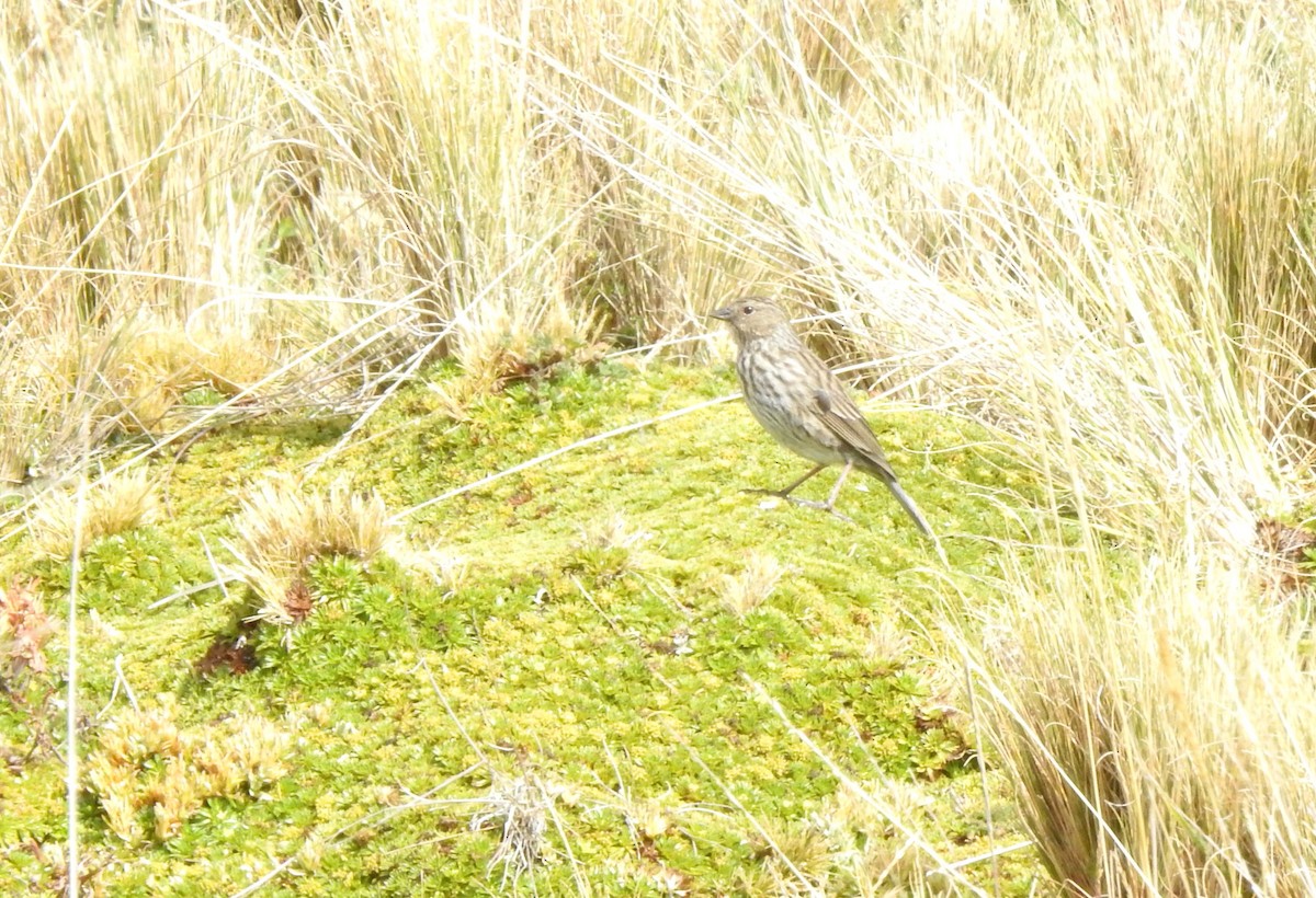 Chestnut-winged Cinclodes - ML645932992