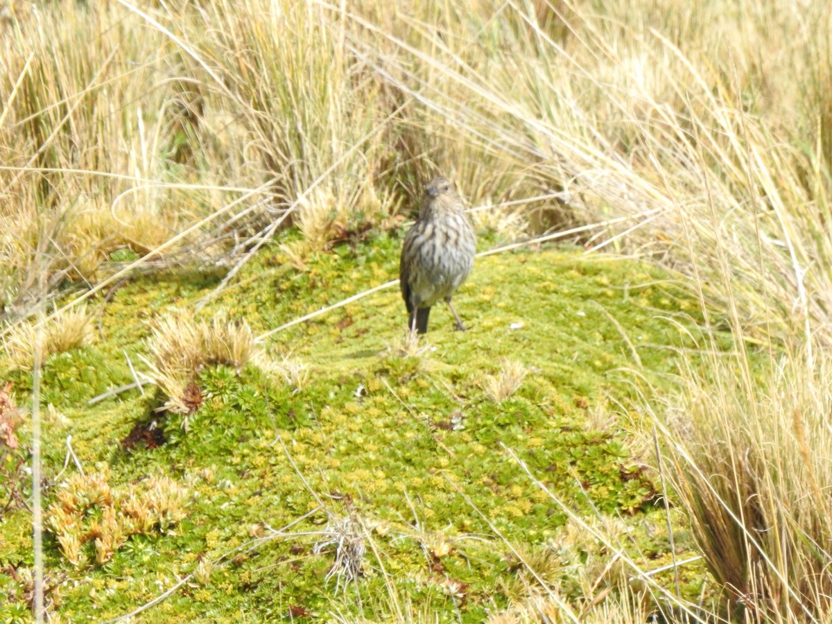 Chestnut-winged Cinclodes - ML645932994