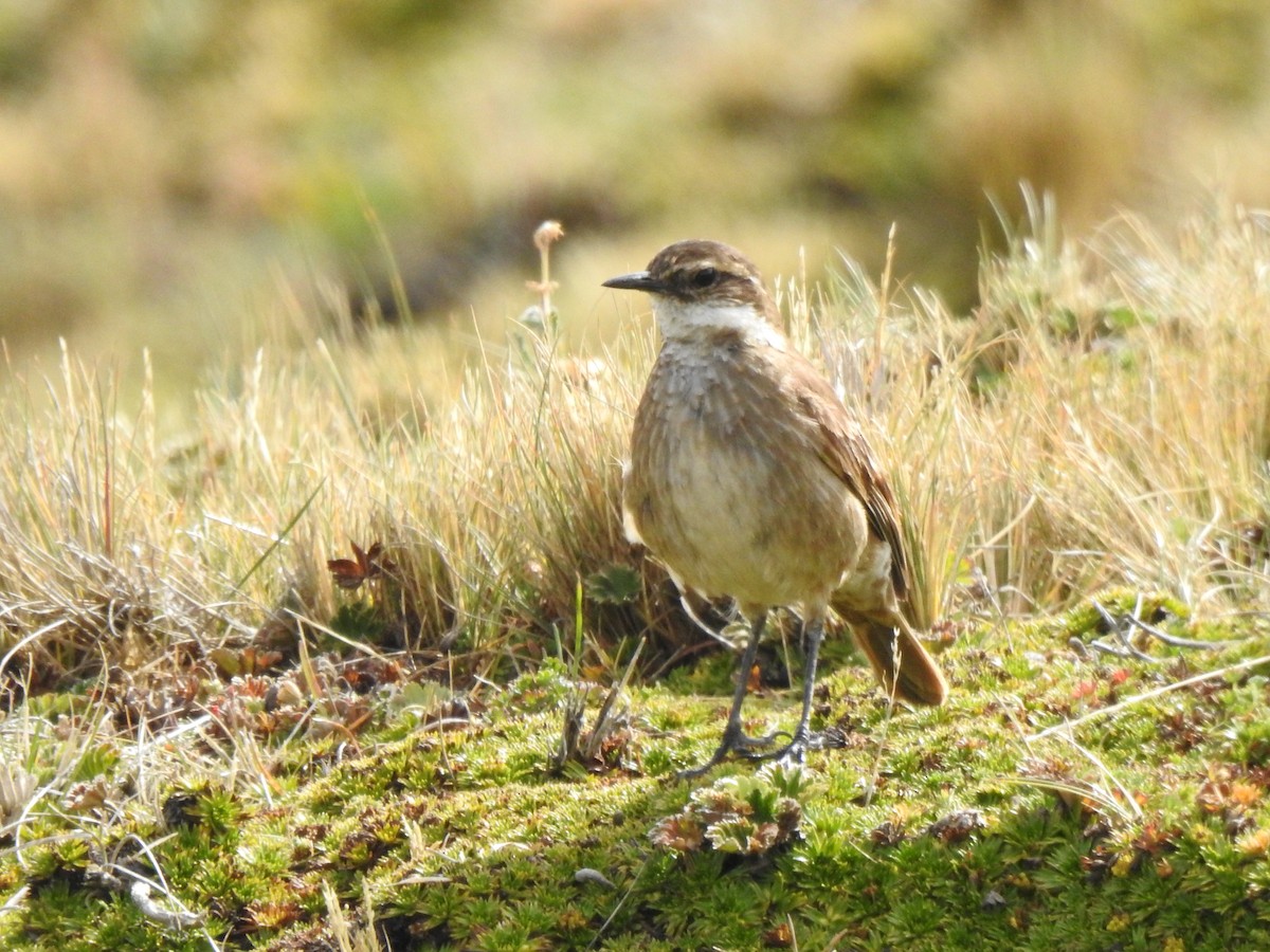 Chestnut-winged Cinclodes - ML645932995