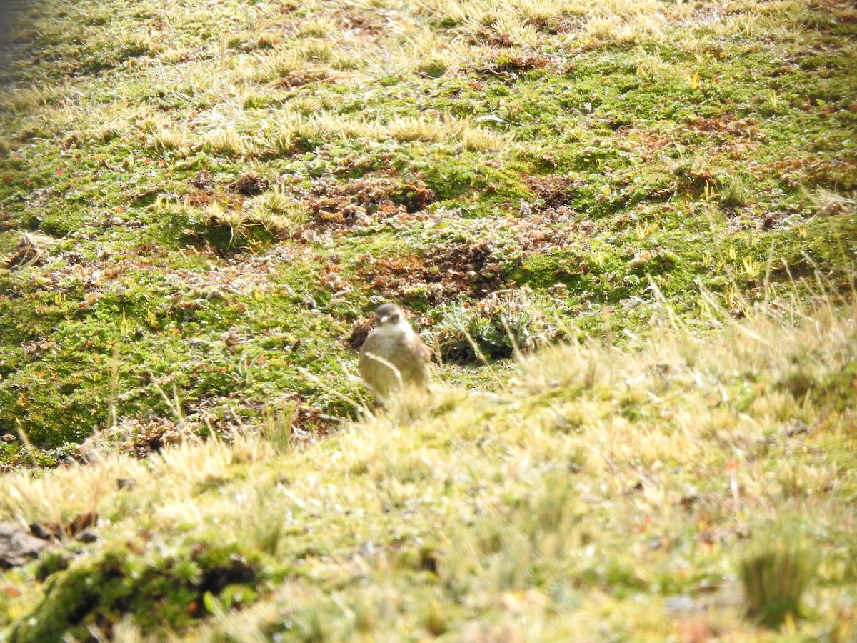 Chestnut-winged Cinclodes - ML645932996