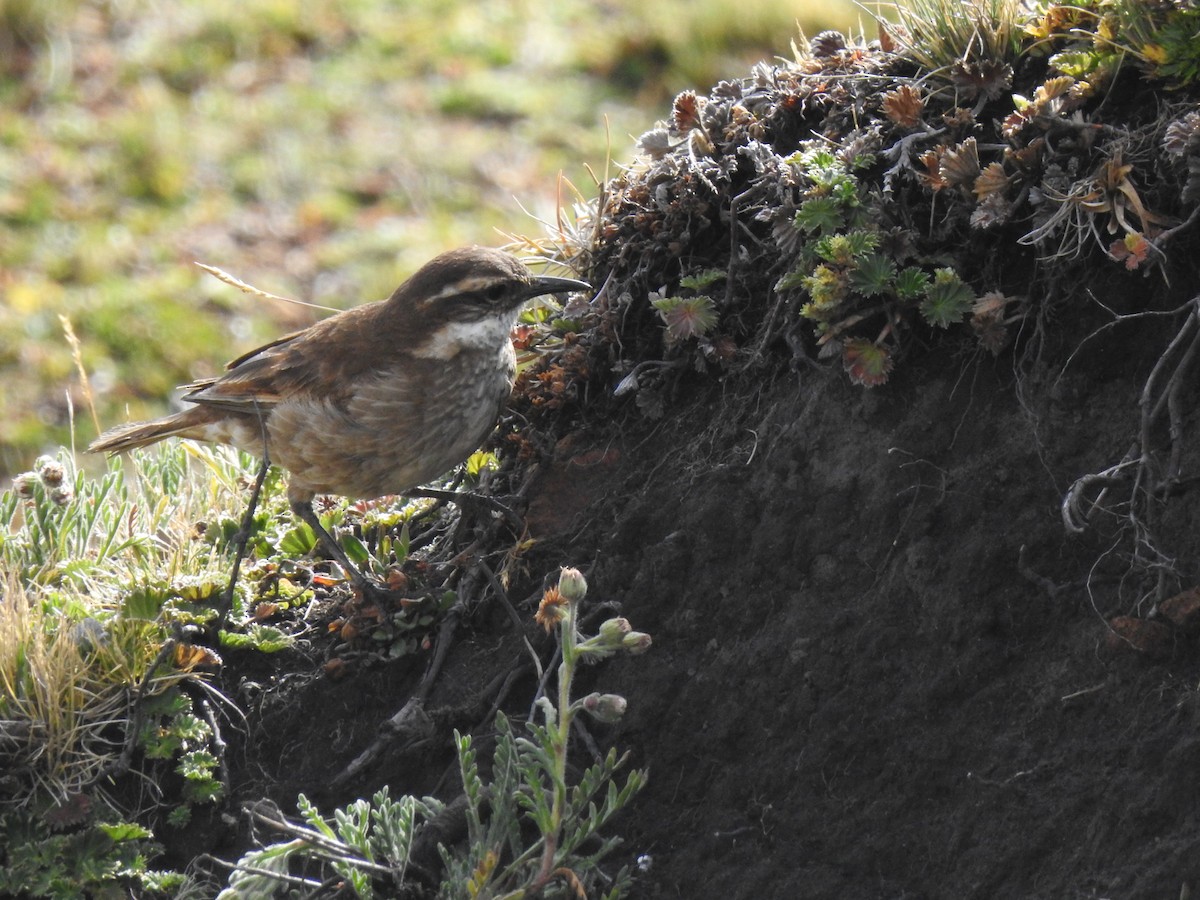 Chestnut-winged Cinclodes - ML645932997