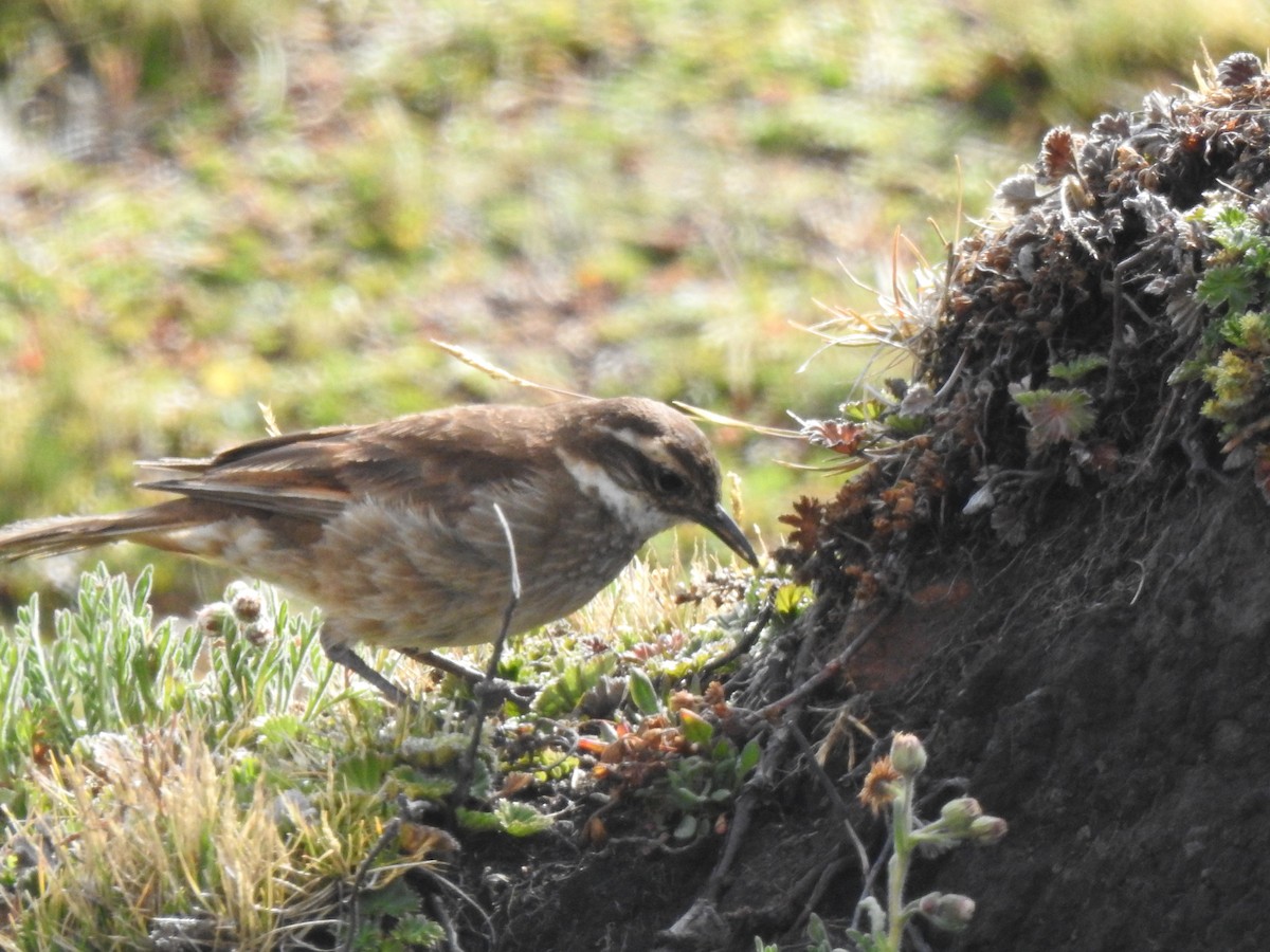Chestnut-winged Cinclodes - ML645932999