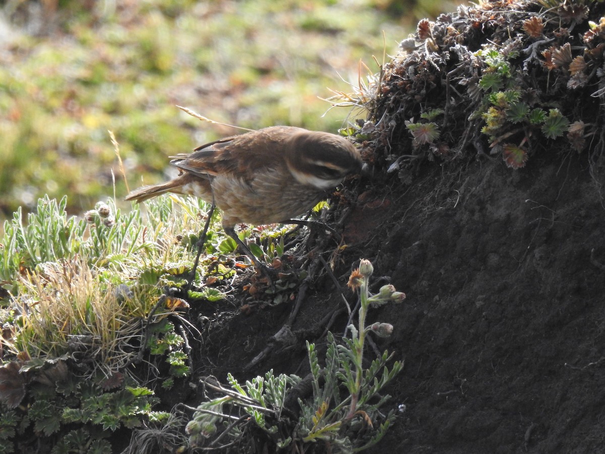 Chestnut-winged Cinclodes - ML645933003