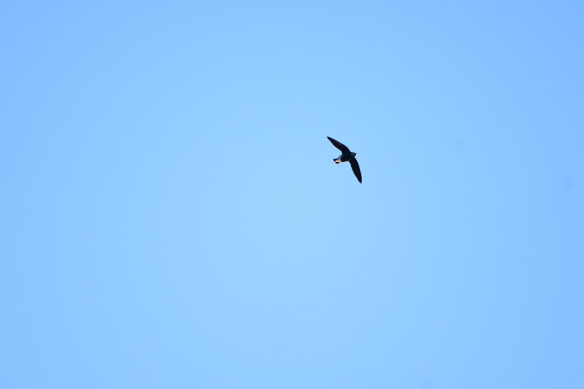 白喉針尾雨燕 - ML645933006