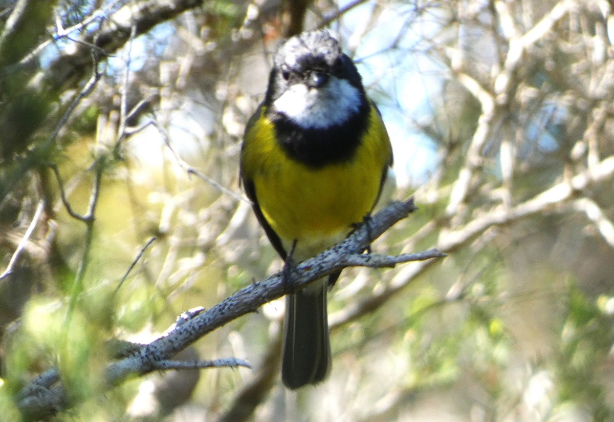 Golden Whistler (Eastern) - ML645933007