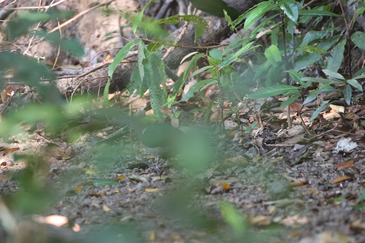 Pacific Emerald Dove - ML645933008