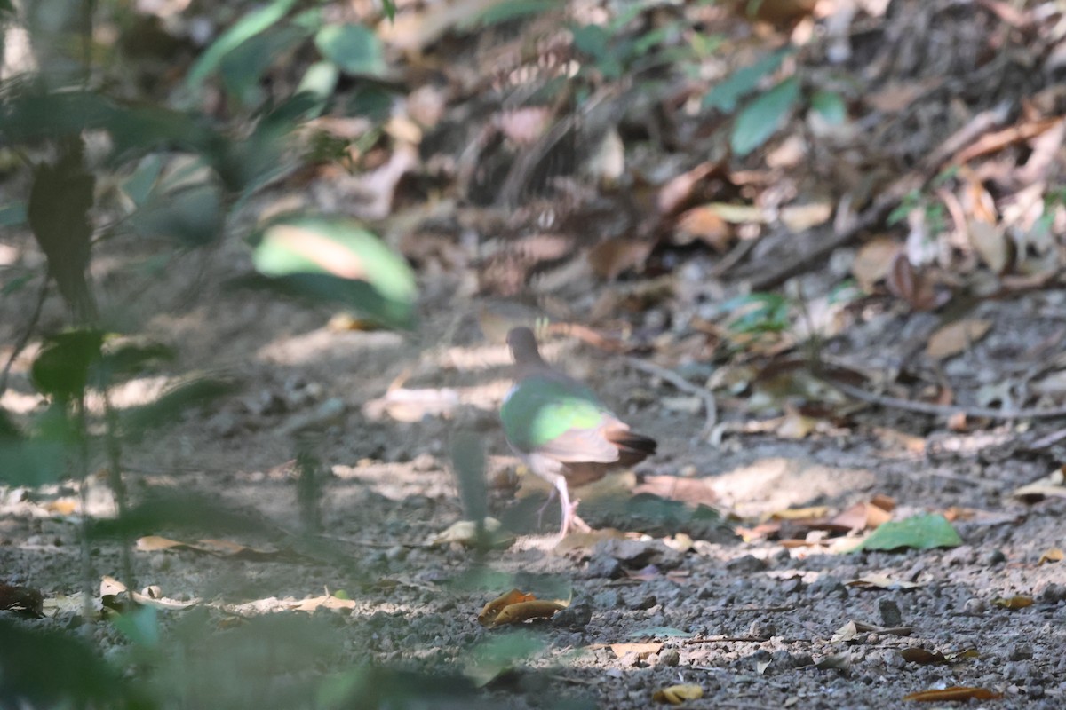 Pacific Emerald Dove - ML645933009