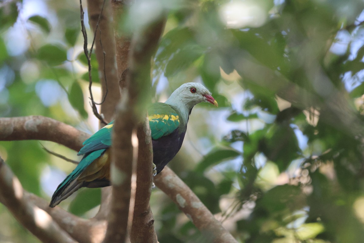 Wompoo Fruit-Dove - ML645933010