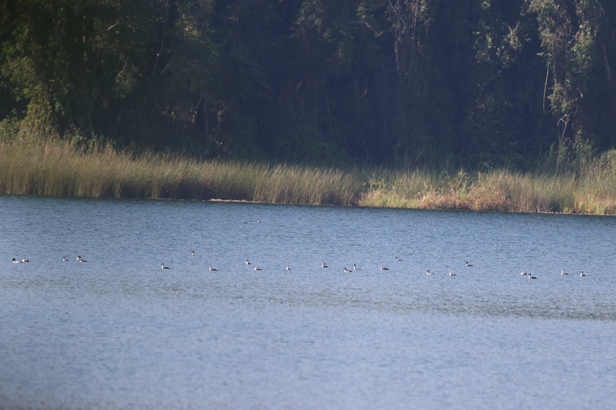 冠鸊鷉 - ML645933013