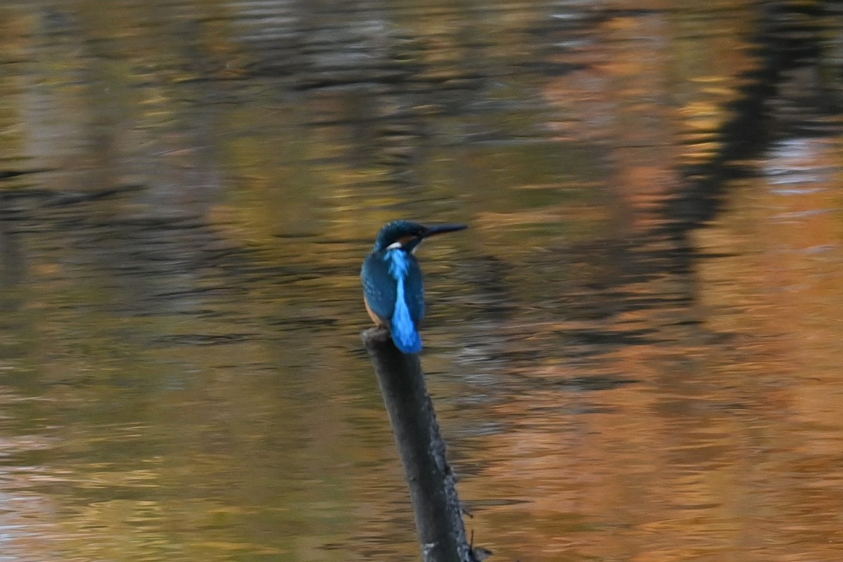 翠鳥 - ML645933014