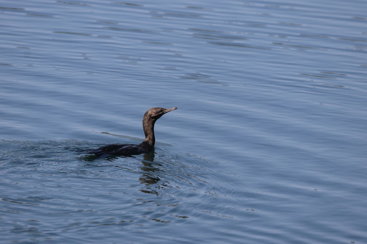 Little Black Cormorant - ML645933016