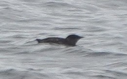 Marbled Murrelet - ML645933017